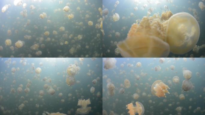 海洋水母素材高清原创无毒水母