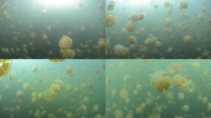 海洋水母湖水母素材高清原创