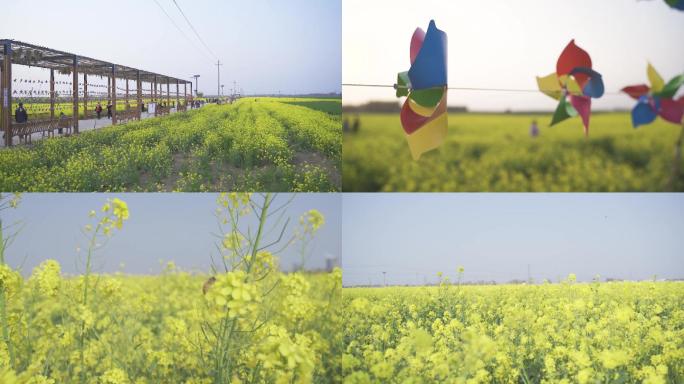 春天蜜蜂蝴蝶在油菜花田实拍