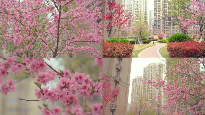 4K春天桃花-优美的小区环境