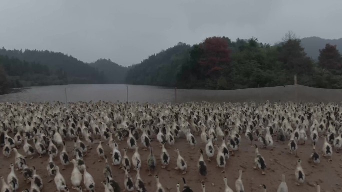 鸭子，鸭群，北京鸭，养鸭场（4K)