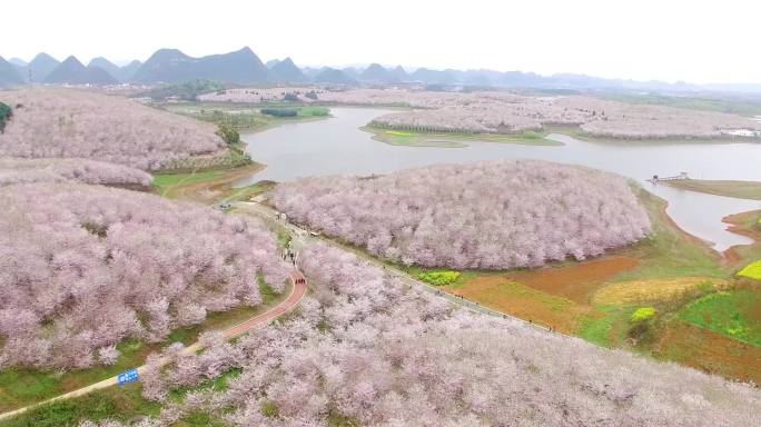 贵州平坝农场樱花园中国樱花海