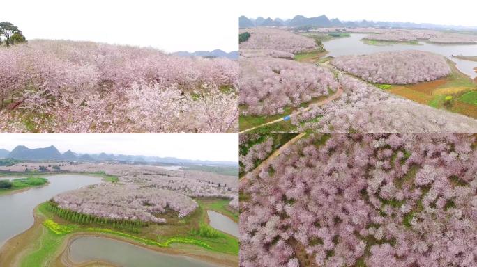 贵州平坝农场樱花园中国樱花海