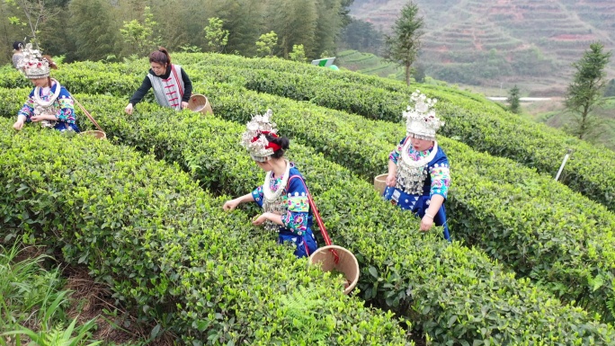 少数民族美女采茶