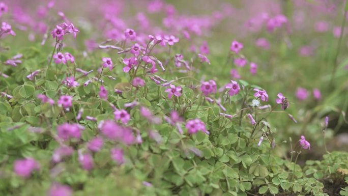 生机勃勃野花盛开大自然生态环境、可商用