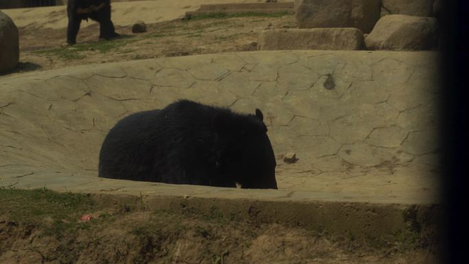 【4K】黑熊实拍