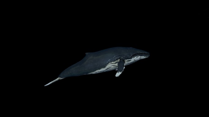 海洋鲸鱼带通道