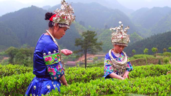 少数民族美女采茶