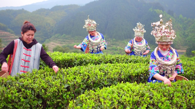 少数民族美女采茶