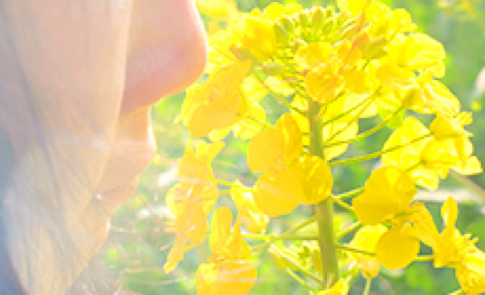 【4K原创可商用】油菜花春季春暖花开懒腰