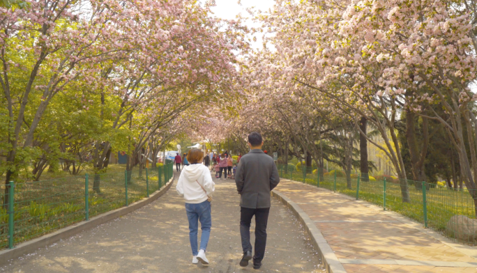 4K春天公园情侣散步行人海棠花樱花大道