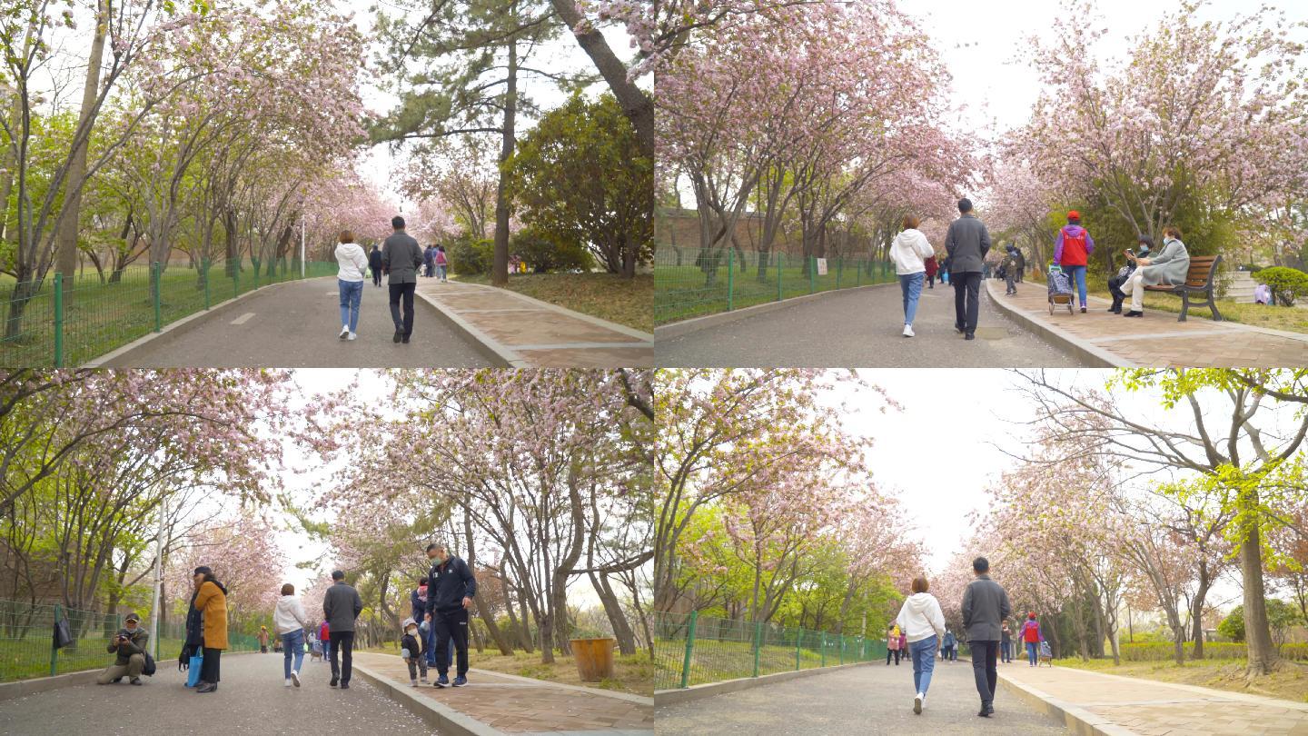 4K春天公园情侣散步行人海棠花樱花大道