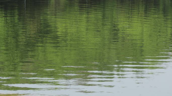 4K绿色湖面水面倒影涟漪01