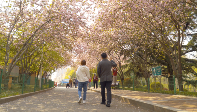 4K春天公园海棠花下情侣散步-唯美海棠花