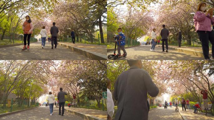 4K春天公园海棠花下情侣散步-唯美海棠花