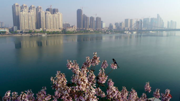 喜鹊落在泡桐树花上看风景