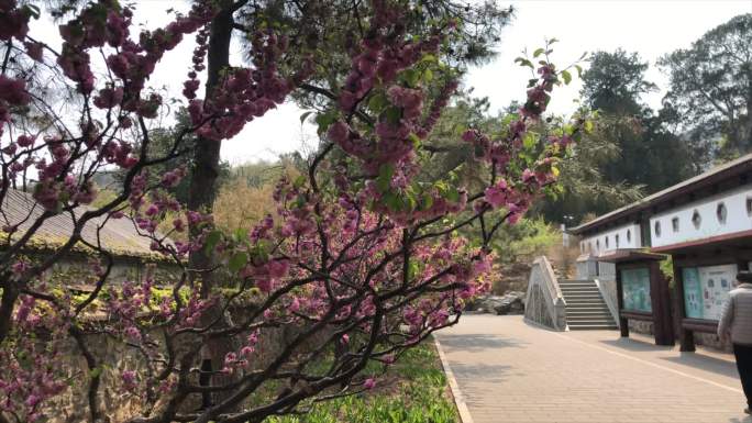 4K疫情后游览香山公园