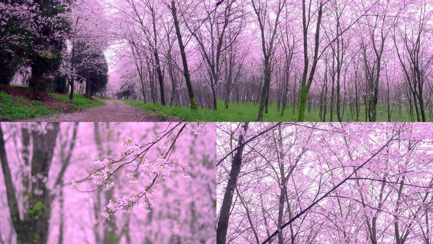 4K贵安新区平坝万亩樱花林地面拍摄粉红