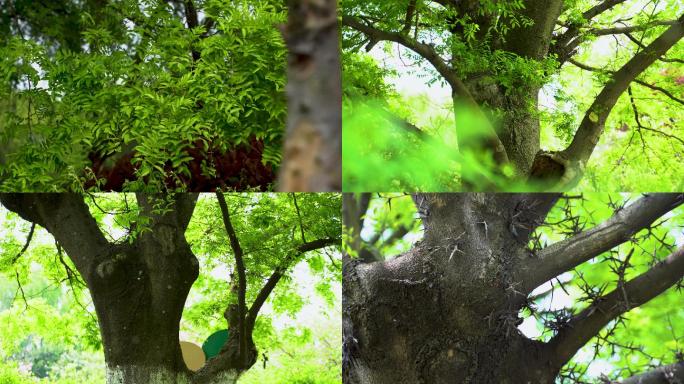 【4K】古皂角树实拍