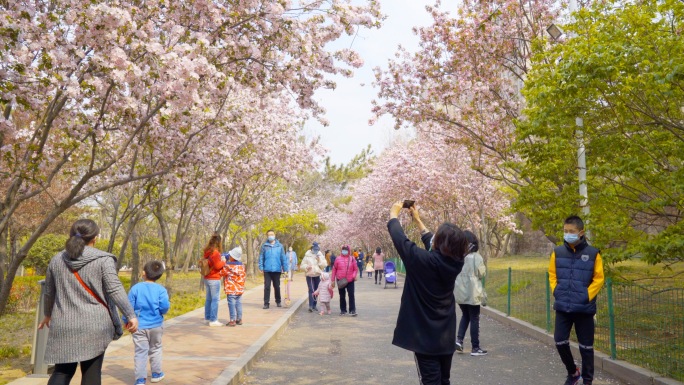 4K春天公园海棠花大道樱花行人