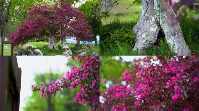 【4K】红花檵木树实拍