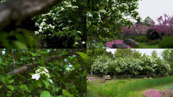 【4K】琼花树实拍