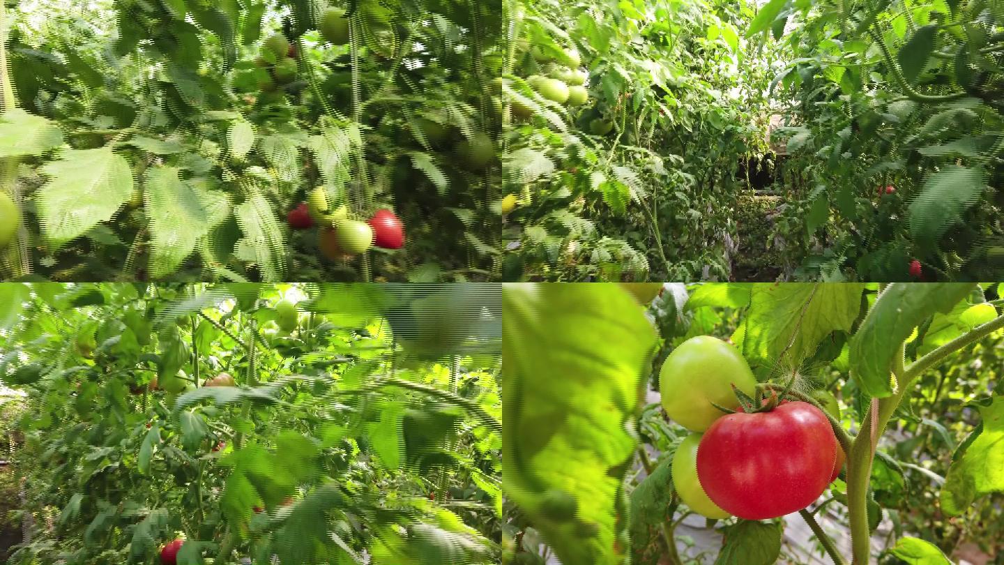 番茄西红柿西红柿种植大棚