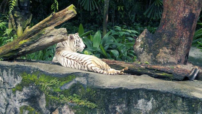 新加坡国家动物园风景