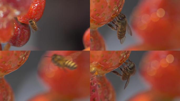 蜜蜂吸食糖油果子上的蜜糖