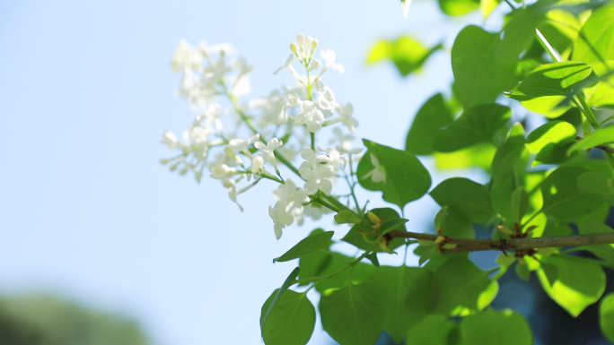 丁香花实拍