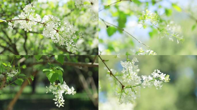 丁香花实拍