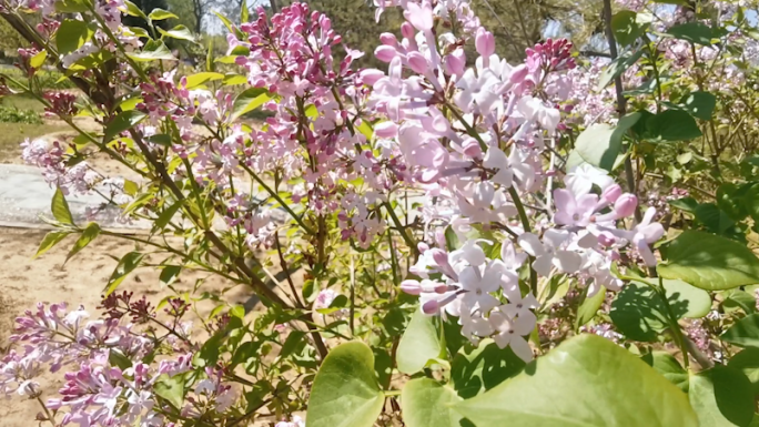 紫丁香丁香花丁香春天花卉植物春暖花开