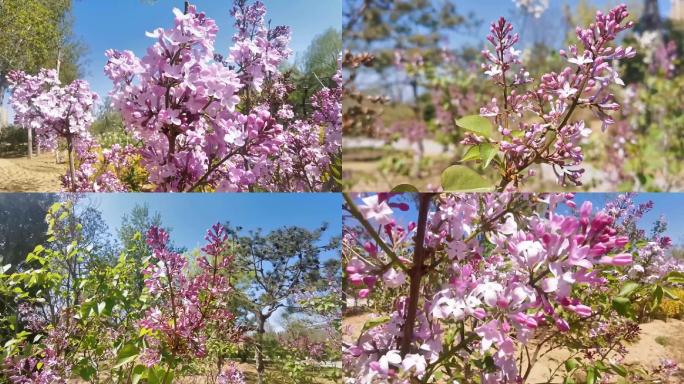 紫丁香丁香花丁香春天花卉植物春暖花开