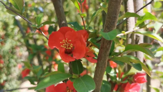 贴梗海棠花玉足海棠花海棠花开花卉植物