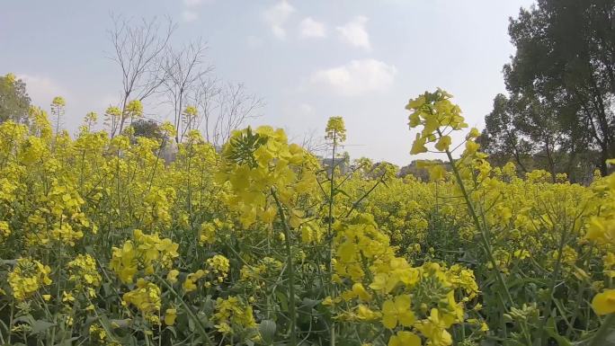 油菜花高清蜜蜂