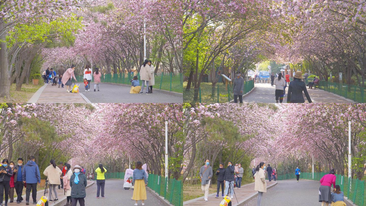 4K春天-公园海棠花游客延时摄影