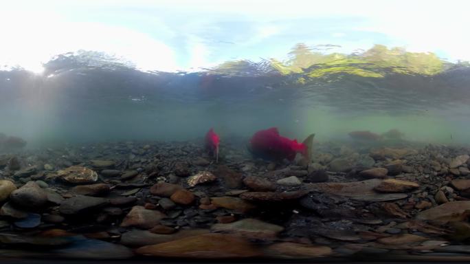 360VR视频河底视角定点拍摄河鱼另类