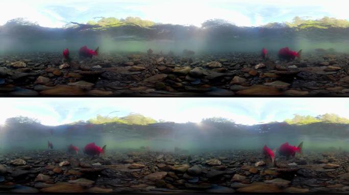 360VR视频河底视角定点拍摄河鱼另类
