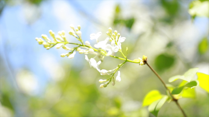 丁香花唯美唯美视频