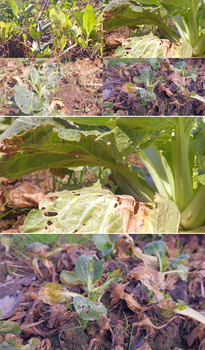 【4K原创可商用】种植农业种菜病虫害杂草