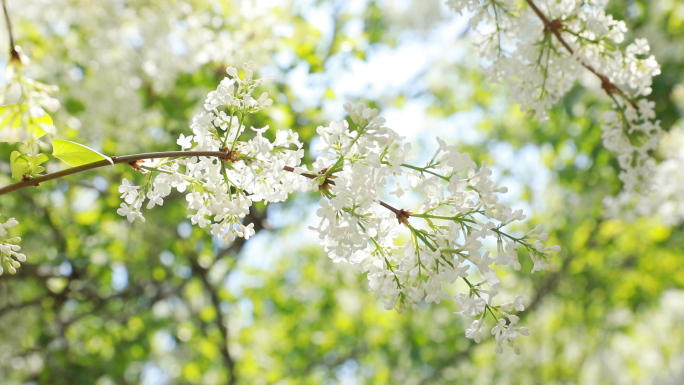 丁香花