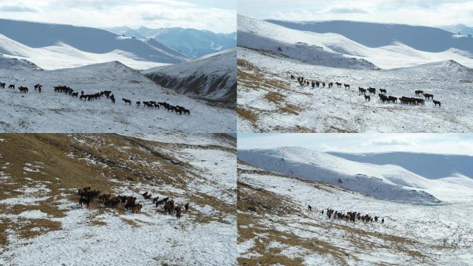 雪山马群