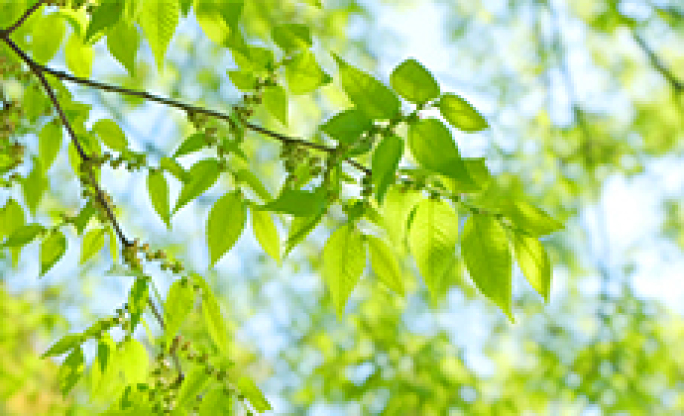 【4K原创可商用】春天绿色浪漫百花齐放