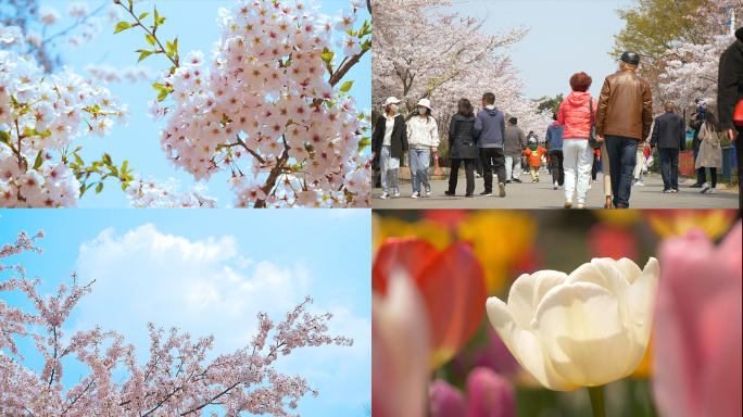 【4k画质】中山公园樱花郁金香游人