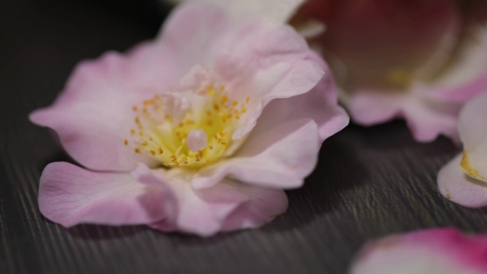 布袋花瓣花朵