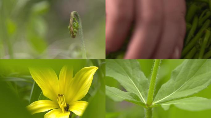 原生态山野菜合辑