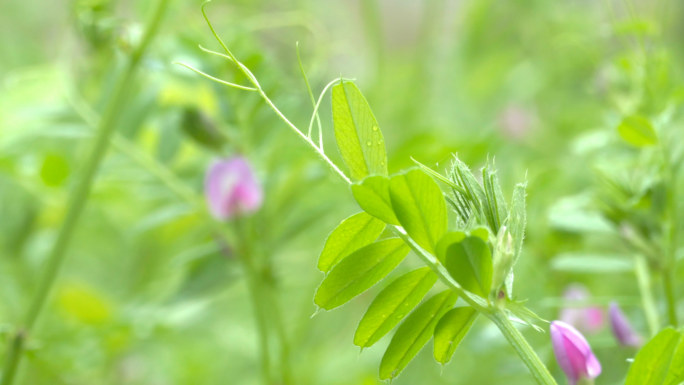 野豌豆、马豌豆