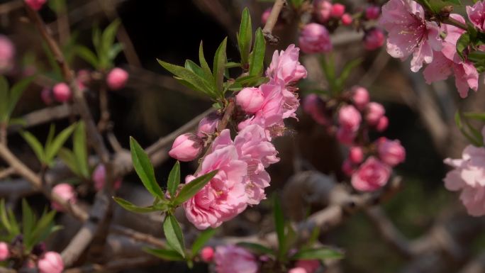 4k春天桃花赏花季