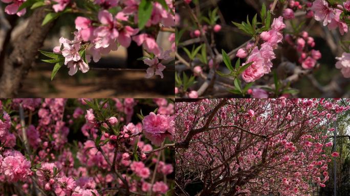 4k春天桃花赏花季