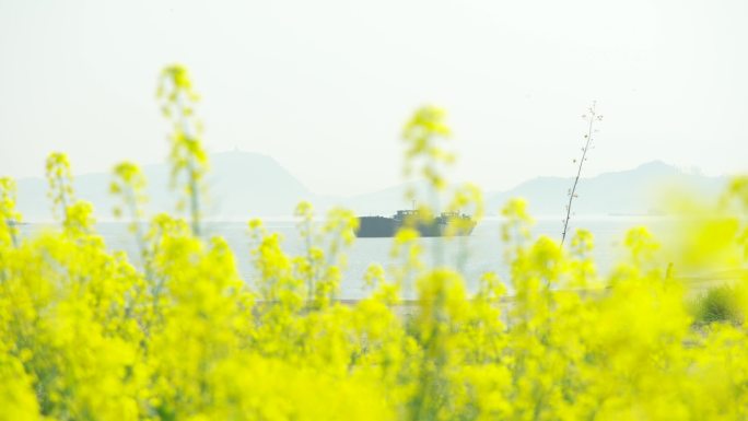 【4k】油菜花望江县长江边油菜花